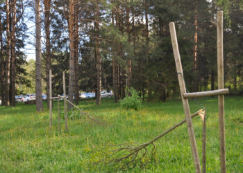 Barbarai nulaužė liepaites