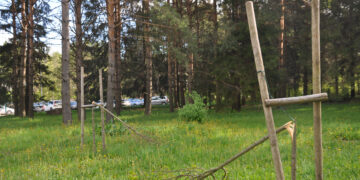 Barbarai nulaužė liepaites