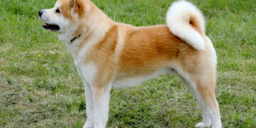 Šuo ir vėl apkandžiojo vaiką