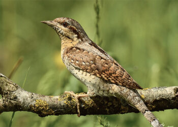 A. Dauguviečio parke gyvena reti paukščiai