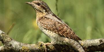 A. Dauguviečio parke gyvena reti paukščiai