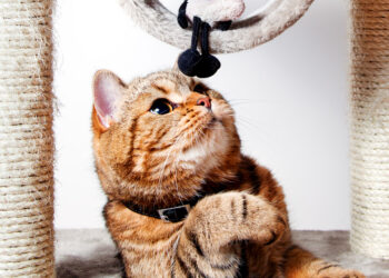 Kokią draskyklę katė pirktų, jei rinktųsi pati?