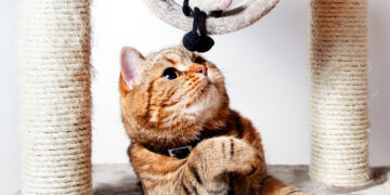 Kokią draskyklę katė pirktų, jei rinktųsi pati?