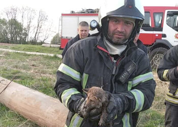 Gelbėjo kaimo žmogų ir lapiuką
