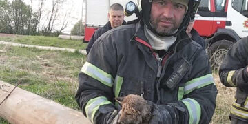 Gelbėjo kaimo žmogų ir lapiuką