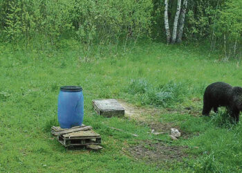 Meškutė vėl aplankė Biržų girią