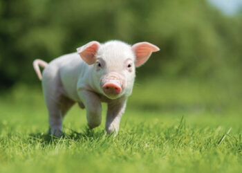 Išaugo paršelių paklausa