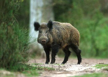 Šernui nustatyta trichineliozė