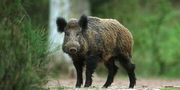 Šernui nustatyta trichineliozė