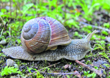 Vynuoginių sraigių rinkėjai: ima tiesiog po kojomis besimėtančius pinigus