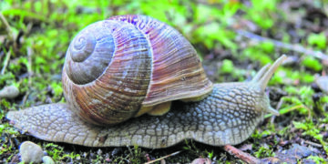 Vynuoginių sraigių rinkėjai: ima tiesiog po kojomis besimėtančius pinigus
