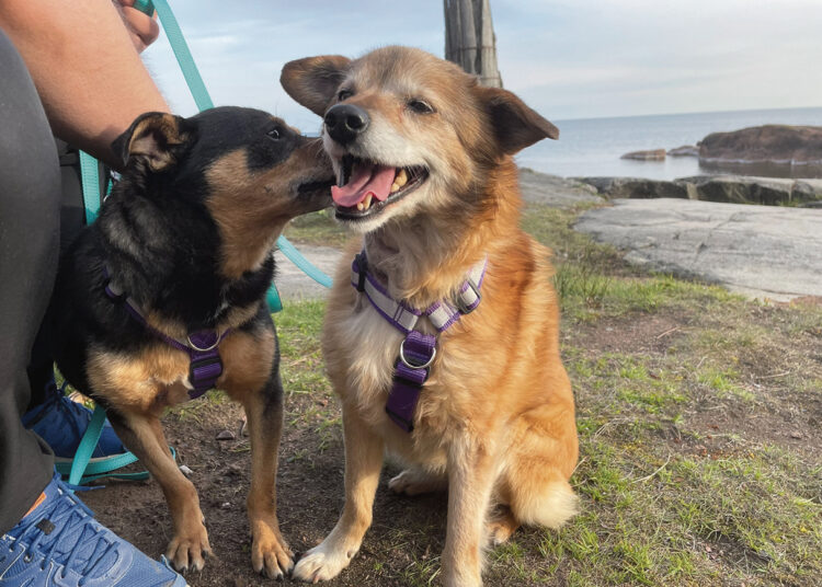 Šunims namus rado Suomijoje