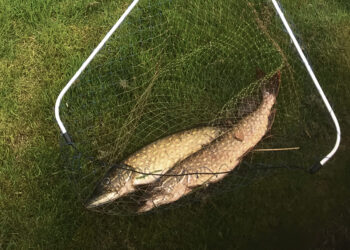 Prasidėjo lydekų žūklės sezonas