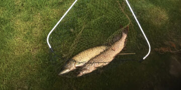 Prasidėjo lydekų žūklės sezonas