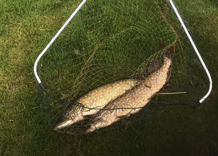 Prasidėjo lydekų žūklės sezonas