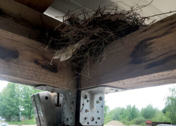 Įmonės darbinė aplinka patiko strazdų šeimynėlei