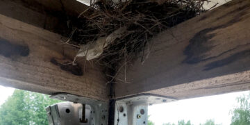 Įmonės darbinė aplinka patiko strazdų šeimynėlei