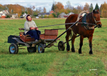 „Užsikrėtę“ arkliais