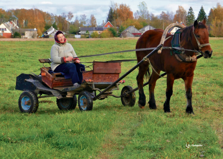 „Užsikrėtę“ arkliais