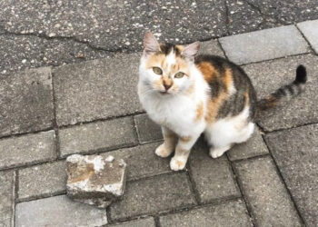 Katinas kamine – šeimininkė strese