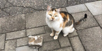 Katinas kamine – šeimininkė strese