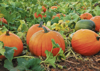 Baigėsi pasėlių deklaravimas