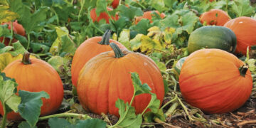 Baigėsi pasėlių deklaravimas