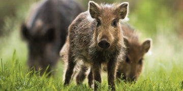 Po lankas ir girias klaidžioja sveiki šernai