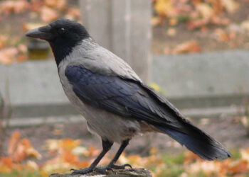 Miesto gėlynus niokoja… varna