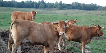 Parama jauniesiems ūkininkams – investicija į ateitį