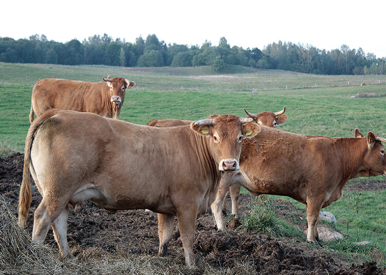 Parama jauniesiems ūkininkams – investicija į ateitį