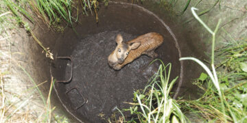 Į šulinį įlipus gelbėtojai stirniukas nurimo ir prie jos prisiglaudė