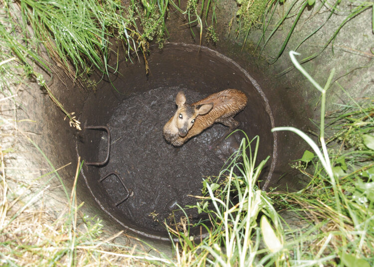 Į šulinį įlipus gelbėtojai stirniukas nurimo ir prie jos prisiglaudė