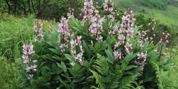 Biržietė skaudžiai nukentėjo nuo gražuolio augalo