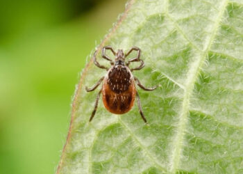 Fiksuojami susirgimai erkių sukeliamomis ligomis