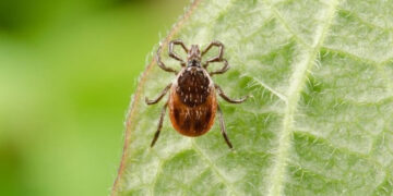 Fiksuojami susirgimai erkių sukeliamomis ligomis