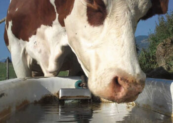 Seniūnijas kamuoja karštis, žolė ir lapės