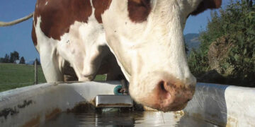 Seniūnijas kamuoja karštis, žolė ir lapės