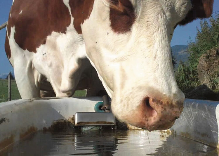 Seniūnijas kamuoja karštis, žolė ir lapės