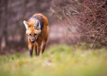 Lapė nudaigojo beveik devynias dešimtis vištų