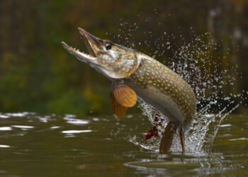 Už neleistino dydžio žuvis – bauda