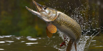 Už neleistino dydžio žuvis – bauda