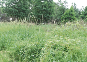 Nešienautų sklypų ir sodybų savininkams skirs baudas