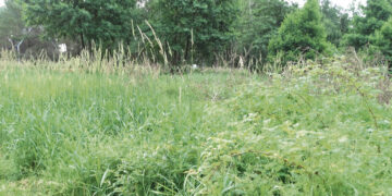 Nešienautų sklypų ir sodybų savininkams skirs baudas