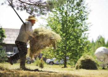 Šieno pertekliaus bėdos