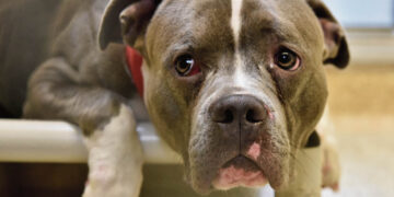 Miesto centre daužė ir smaugė šunį