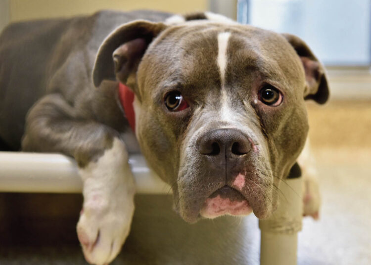 Miesto centre daužė ir smaugė šunį