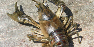 Prasidėjo vėžiavimo sezonas