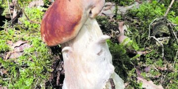 Grybavimas – kaip žvejyba