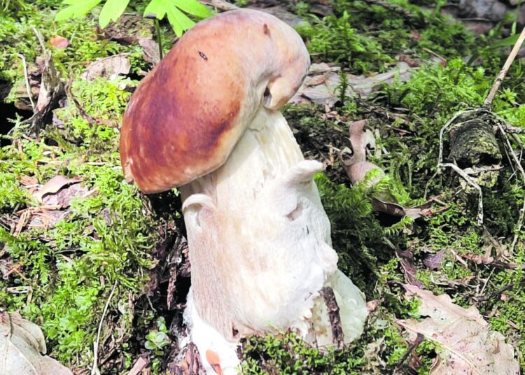 Grybavimas – kaip žvejyba